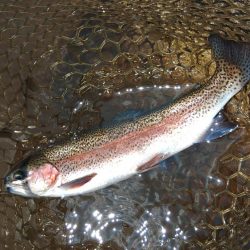 トップに好反応！ ～平谷湖フィッシングスポット～